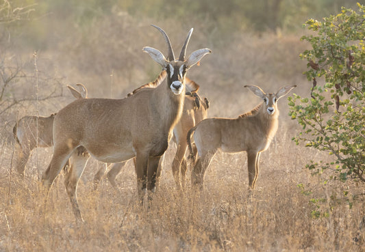 Botswana's Meat Deal