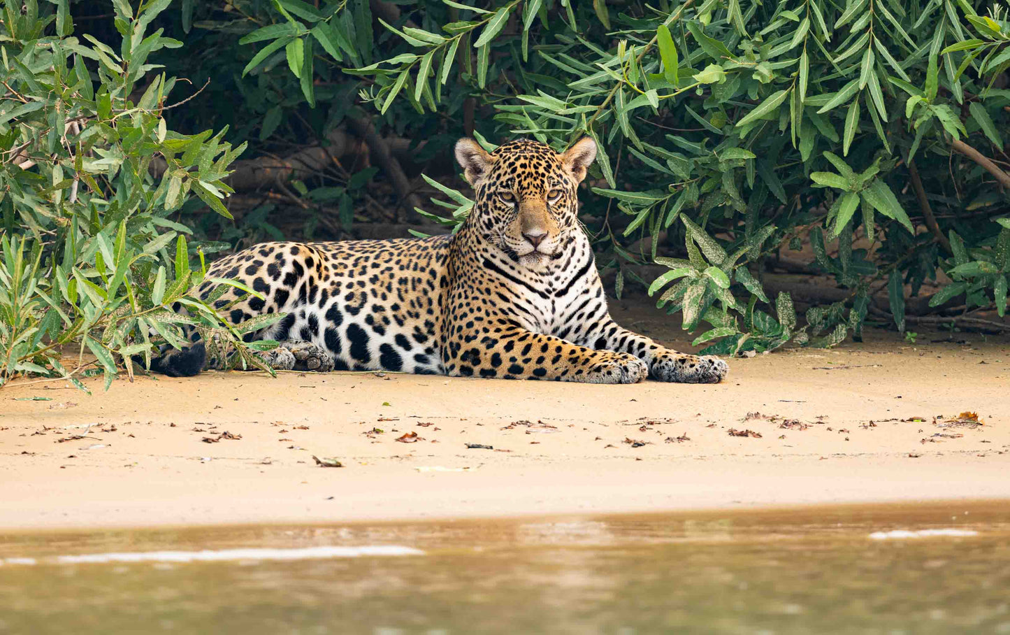 Artist Reference Pack - Jaguars