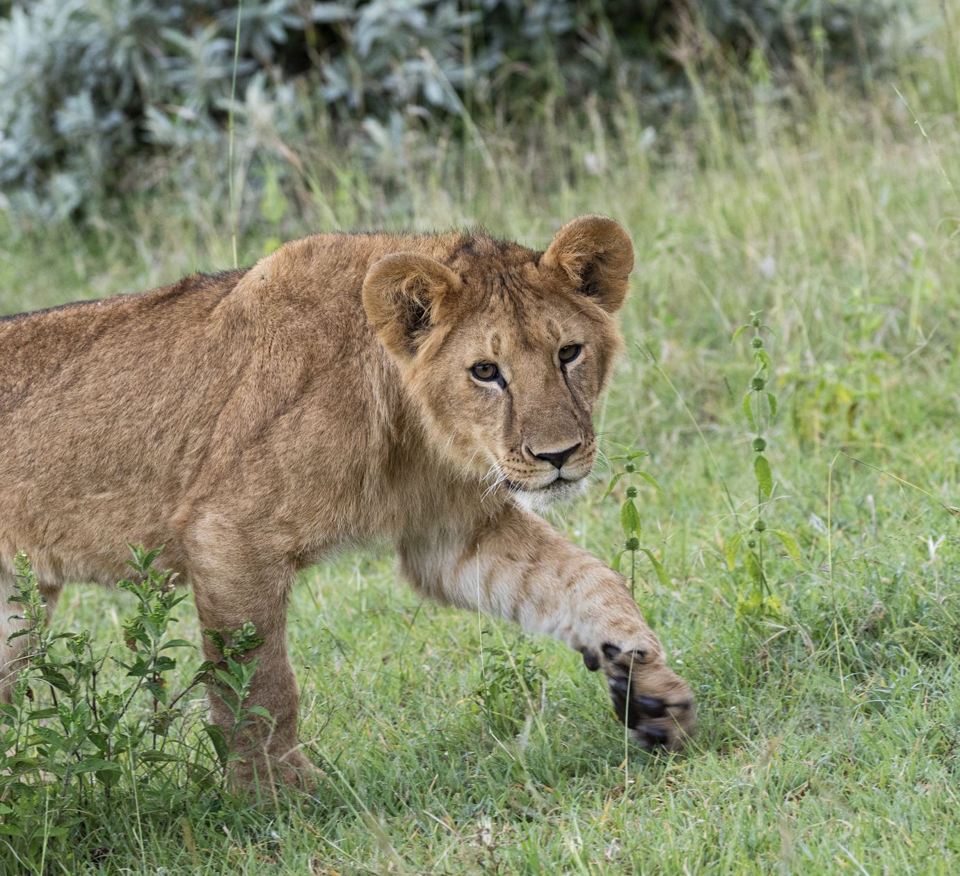 Artist Reference Pack - Lions Part I