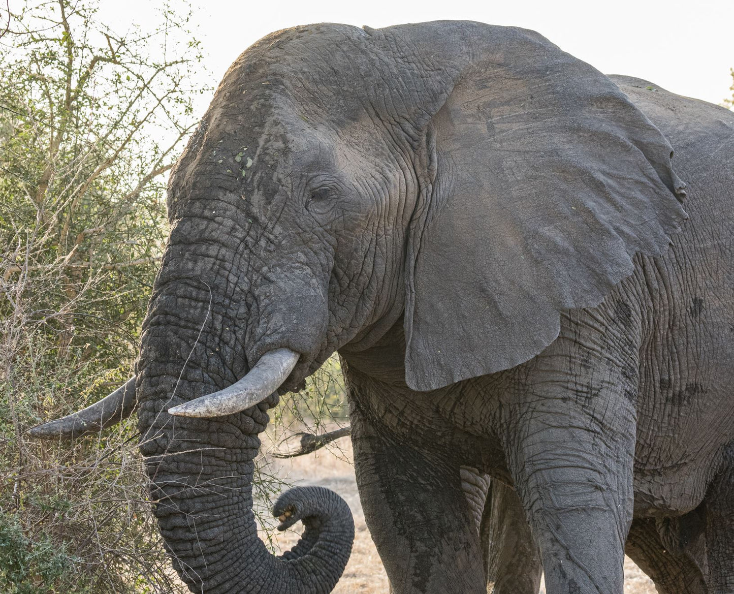 Artist Reference Pack - Elephants Part I