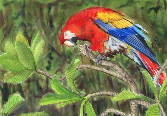 Rainforest Painter